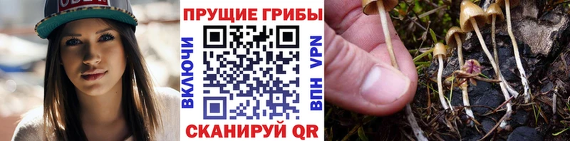 что такое   Саратов  Псилоцибиновые грибы мухоморы 
